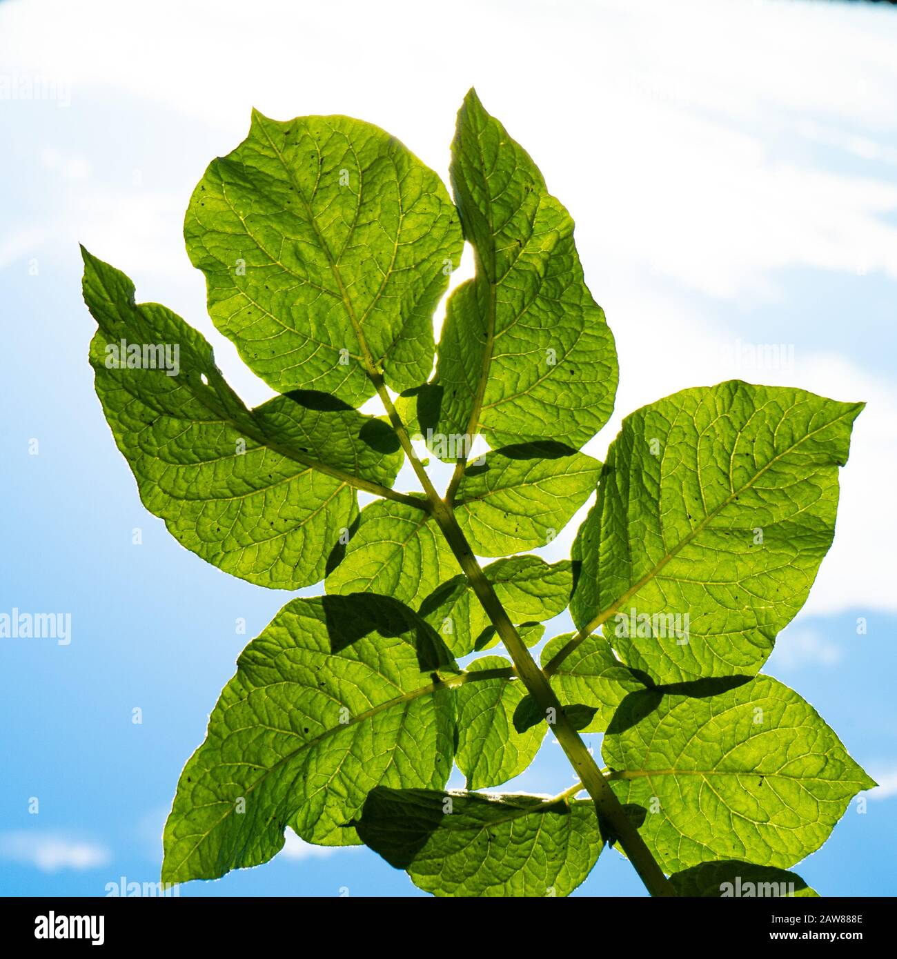 Grüne Kartoffelblätter im Sonnenlicht gegen den Himmel. Schwarze Punkte auf den Blättern weisen auf eine Krankheit hin, die den Kartoffelstrauch betraf. Stockfoto