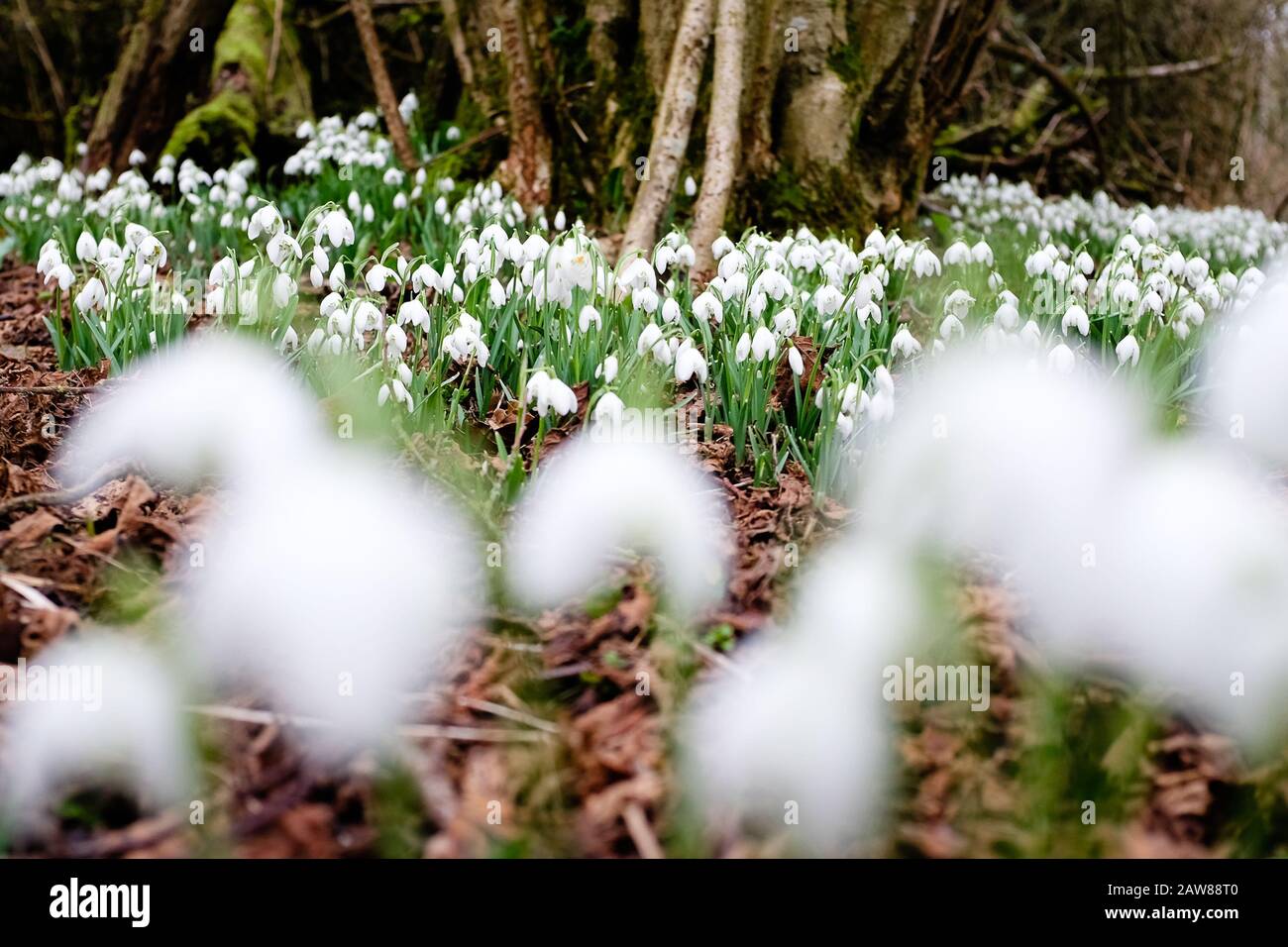 Üppige weiße Blumen auf einem Waldboden Stockfoto
