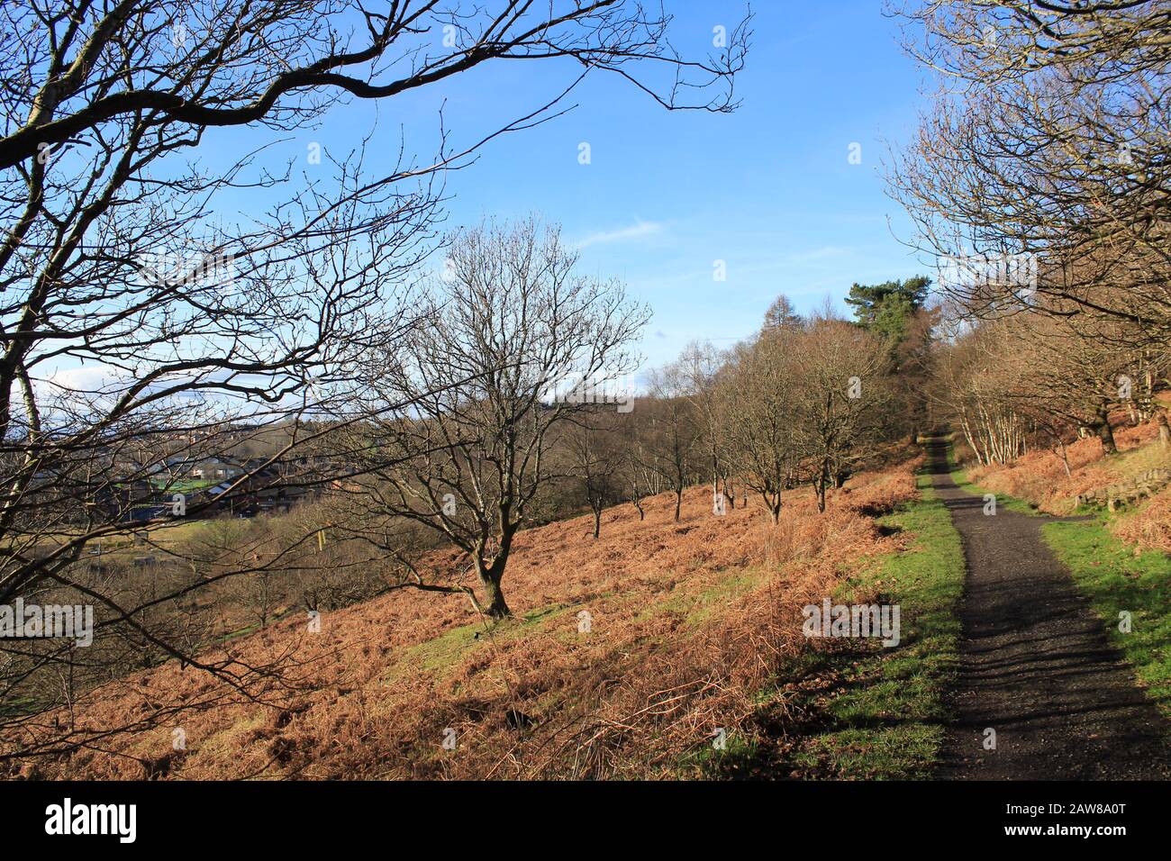 Winterblick auf Bluebell Woods, Drumchapel, Glasgow, GB Stockfoto
