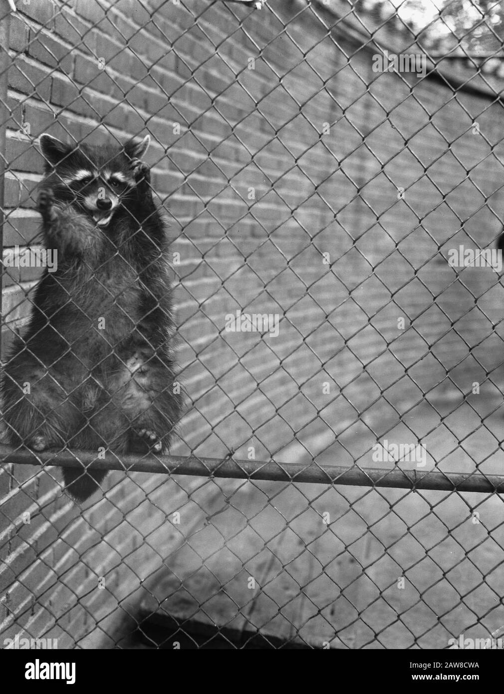 Aufnahmen im Blijdorp Zoo in Rotterdam. Raccoon Parties Datum: 17. Juli 1957 Ort: Rotterdam, South Holland Personenname: Raccoon Parties Institution Name: Zoo Stockfoto