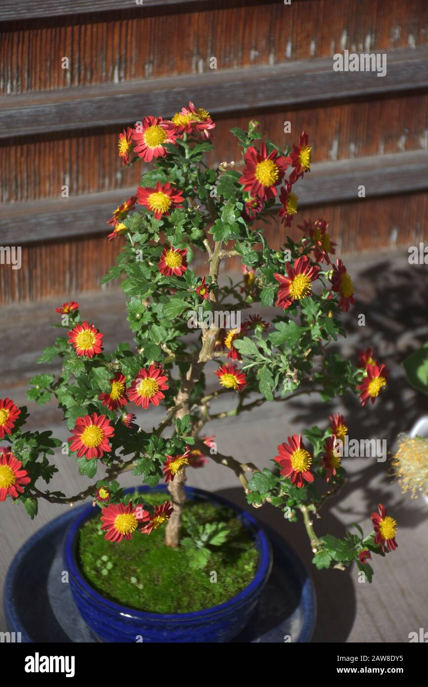 Byodo-in-Tempel (Phoenix Hall) in Uji, Kyoto Stockfoto