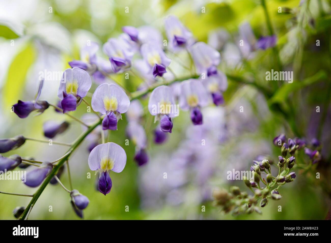 Leuchtend lila und gelbe Kuh-Erbse (Vigna Unguiculata) schön wie Blumenanordnung und eine gute Quelle von Proteinen Stockfoto
