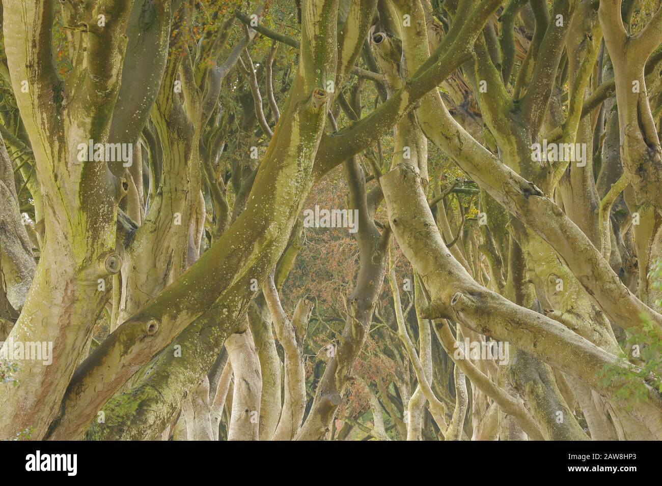 Buchen, (Fagus sylvatica), County Antrim, Nordirland, "Dark Hedges", in "Game of Thrones" Stockfoto