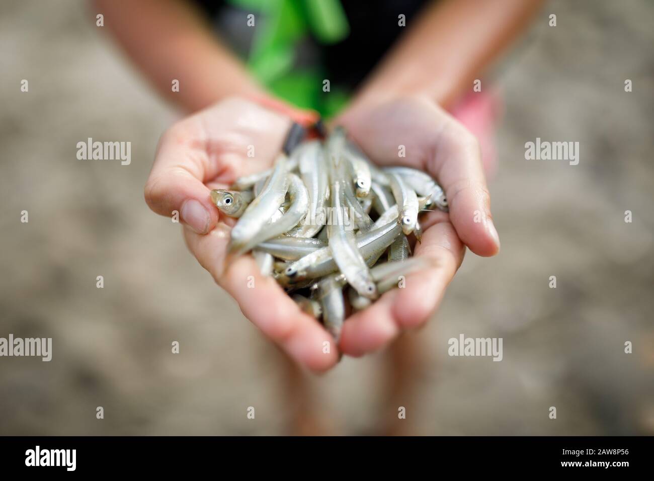 Mädchen, die eine Handvoll Minnow River Fisch halten Stockfoto