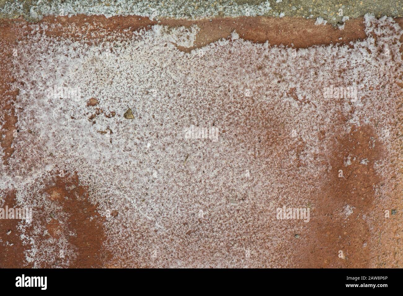 Effloreszenz auf Pflastersteinen, eine Ansammlung von Mineralien und Salzen auf Maureroberfläche. Stockfoto