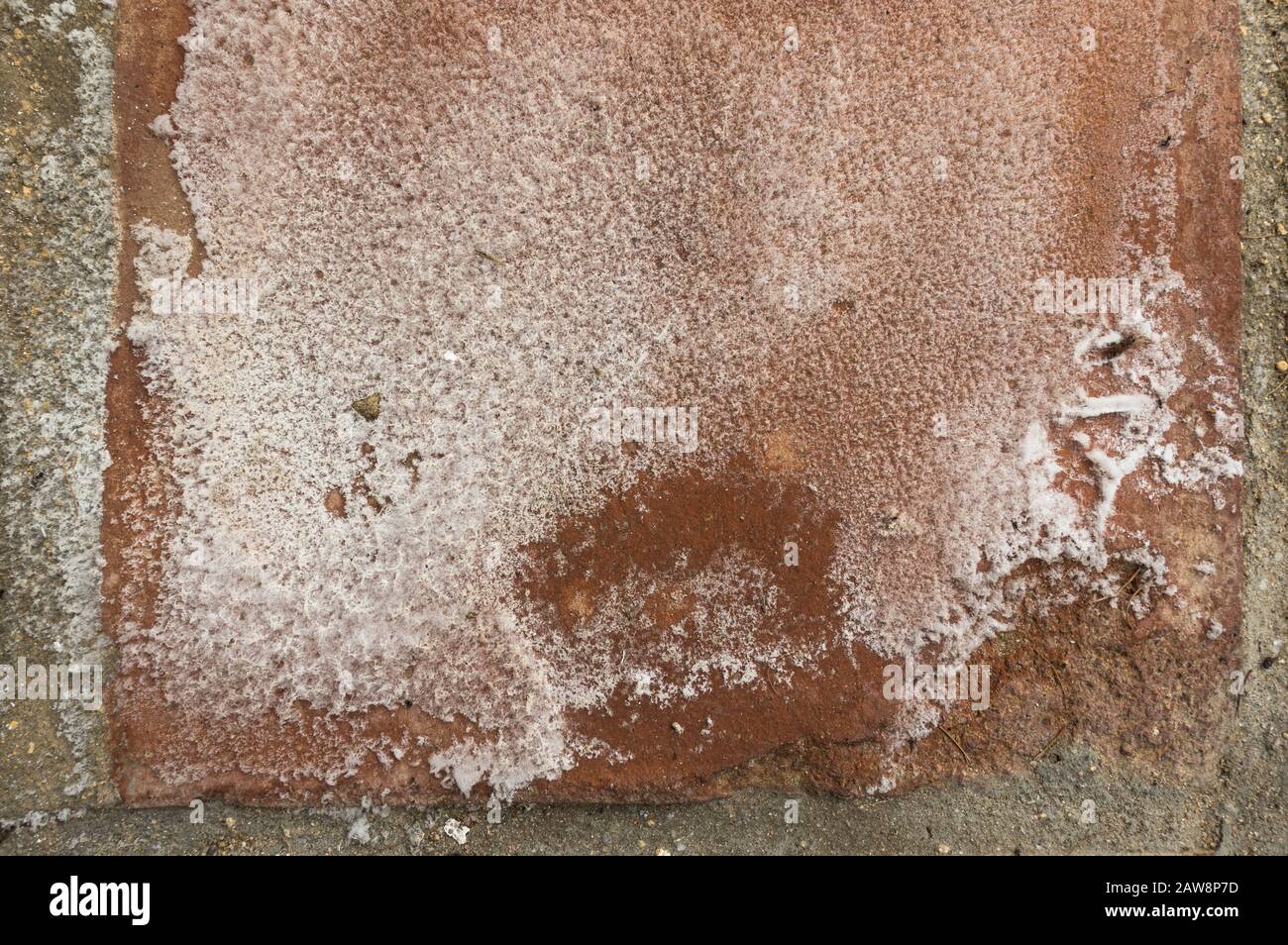 Effloreszenz auf Pflastersteinen, eine Ansammlung von Mineralien und Salzen auf Maureroberfläche. Stockfoto