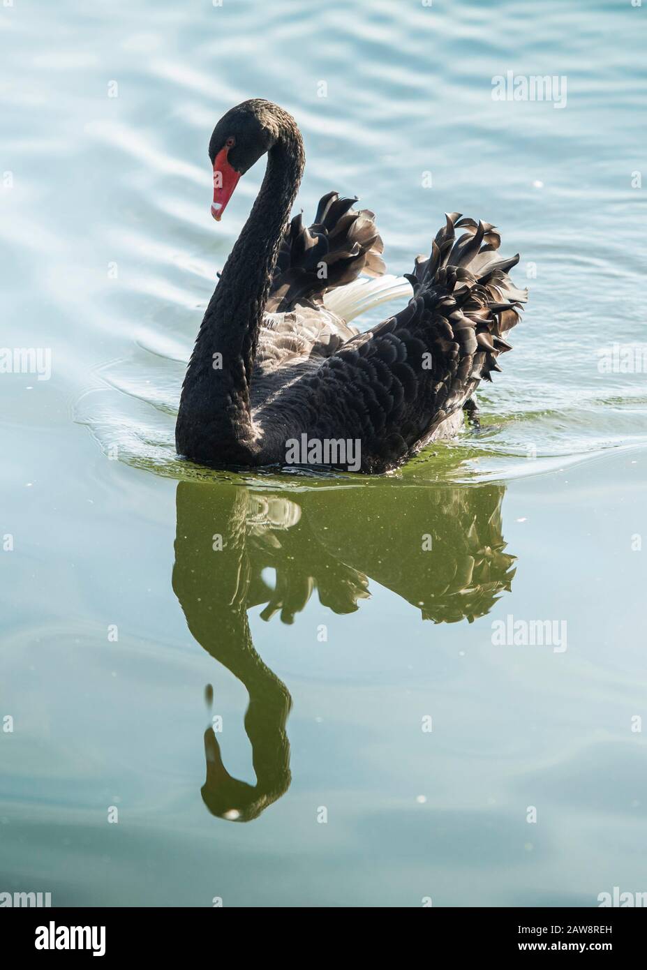 Ein schwarzer Schwan auf dem Wasser bei Coate Water, Swindon, Wiltshire Stockfoto