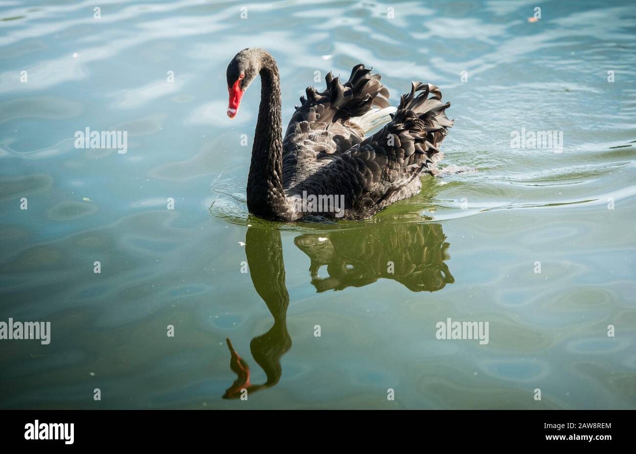 Ein schwarzer Schwan auf dem Wasser bei Coate Water, Swindon, Wiltshire Stockfoto