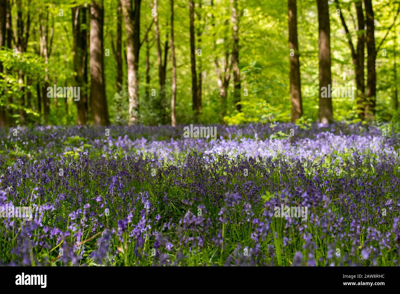 Bluebells in Westwoods, Wiltshire Stockfoto