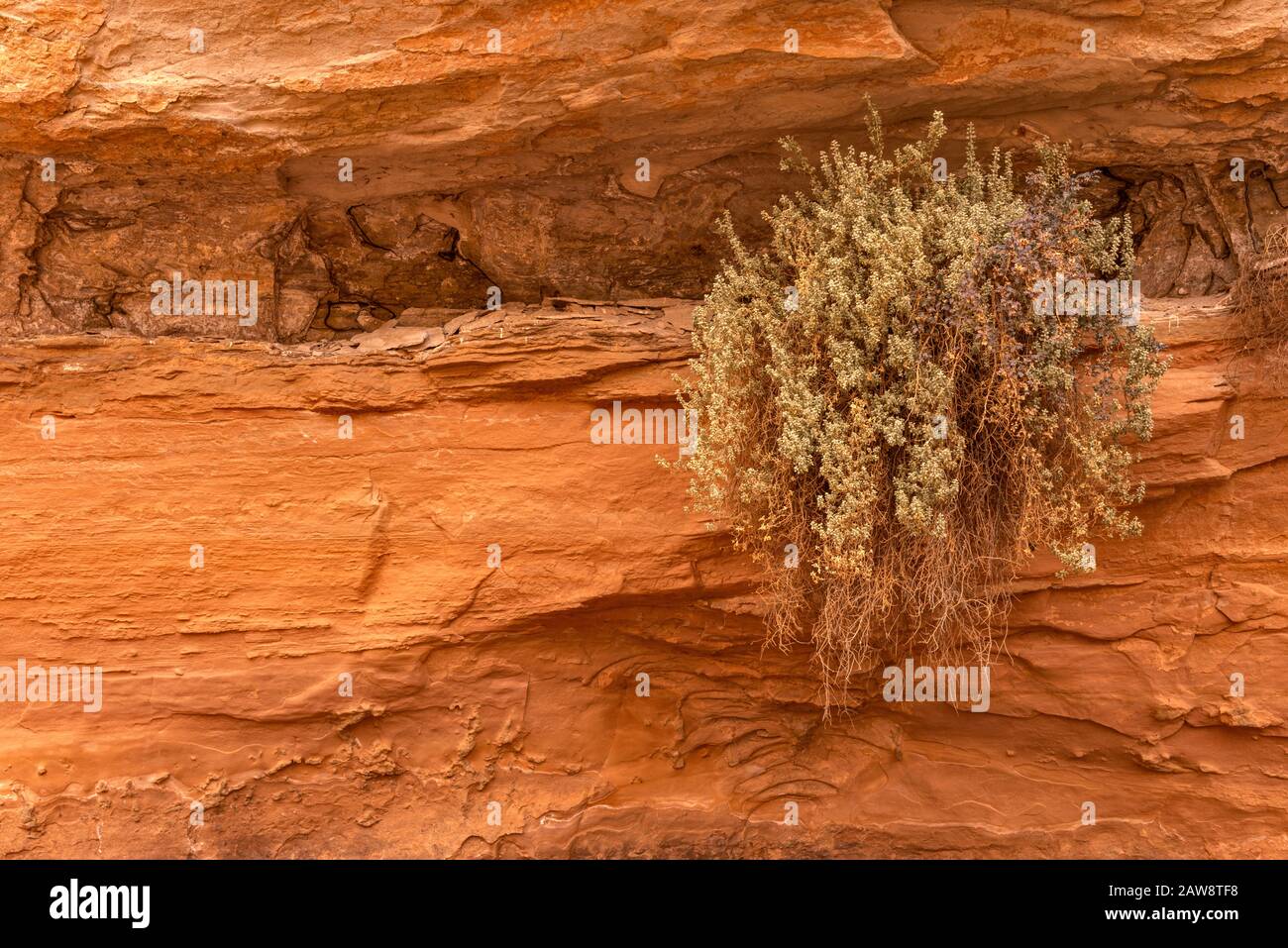 Strauch, der an der Sandsteinwand über dem Bach im Horseshoe Canyon, Canyonlands National Park, Utah, USA hängt Stockfoto