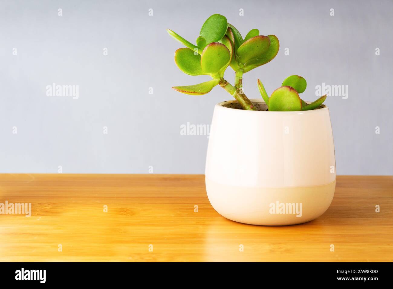 Saftige Pflanze in rosafarbener Vase über Bambustisch, isoliert auf weißem Hintergrund mit Raum für Text Stockfoto