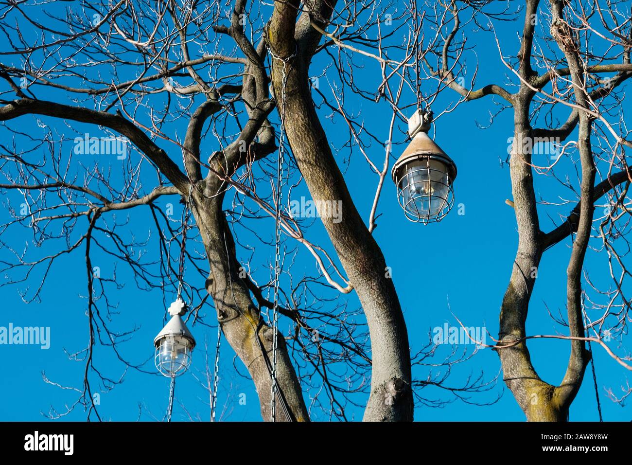 Alte lampe hängt im baum -Fotos und -Bildmaterial in hoher Auflösung