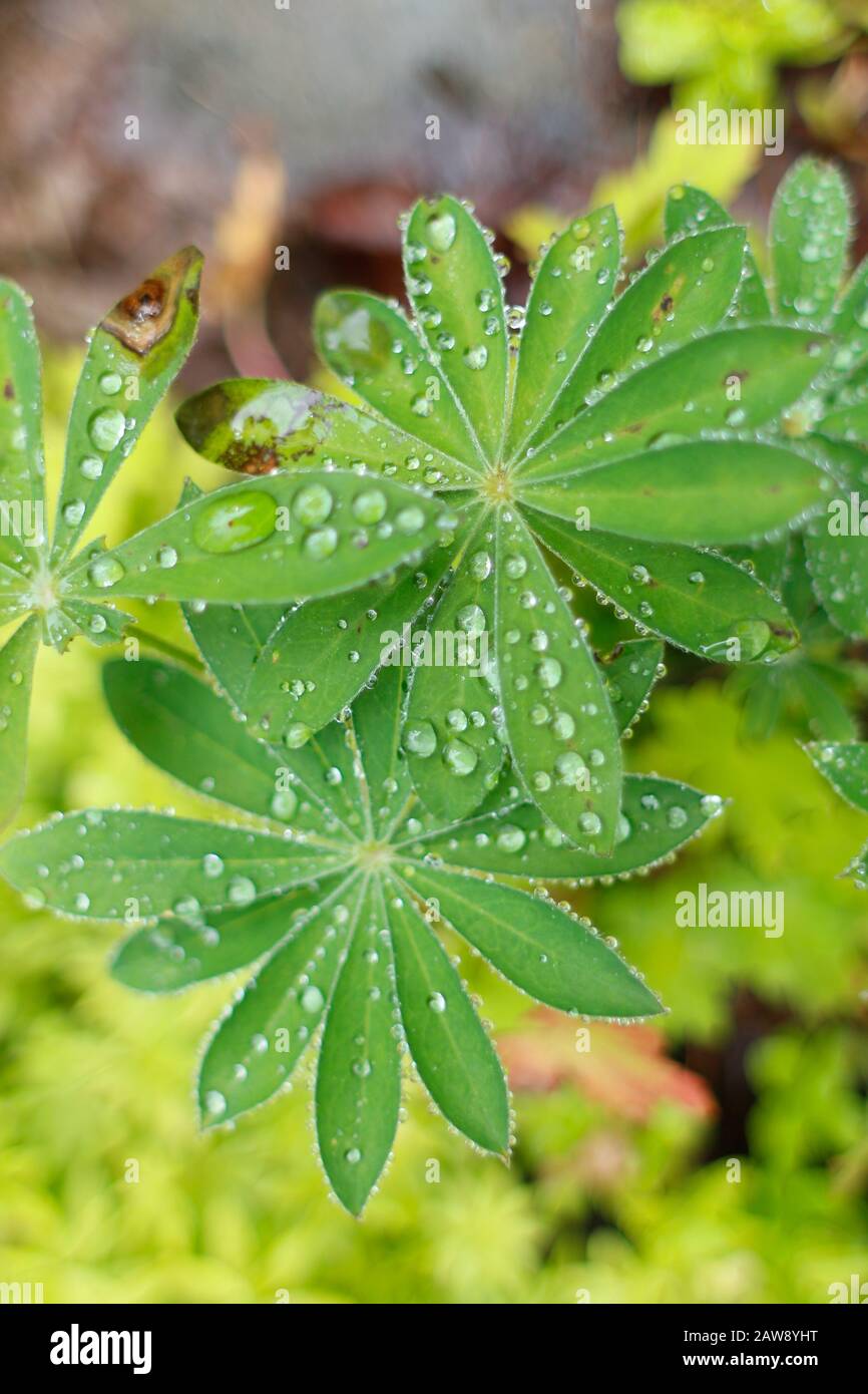 Tröpfchen auf grünem Blatt sind aufgehängt Stockfoto