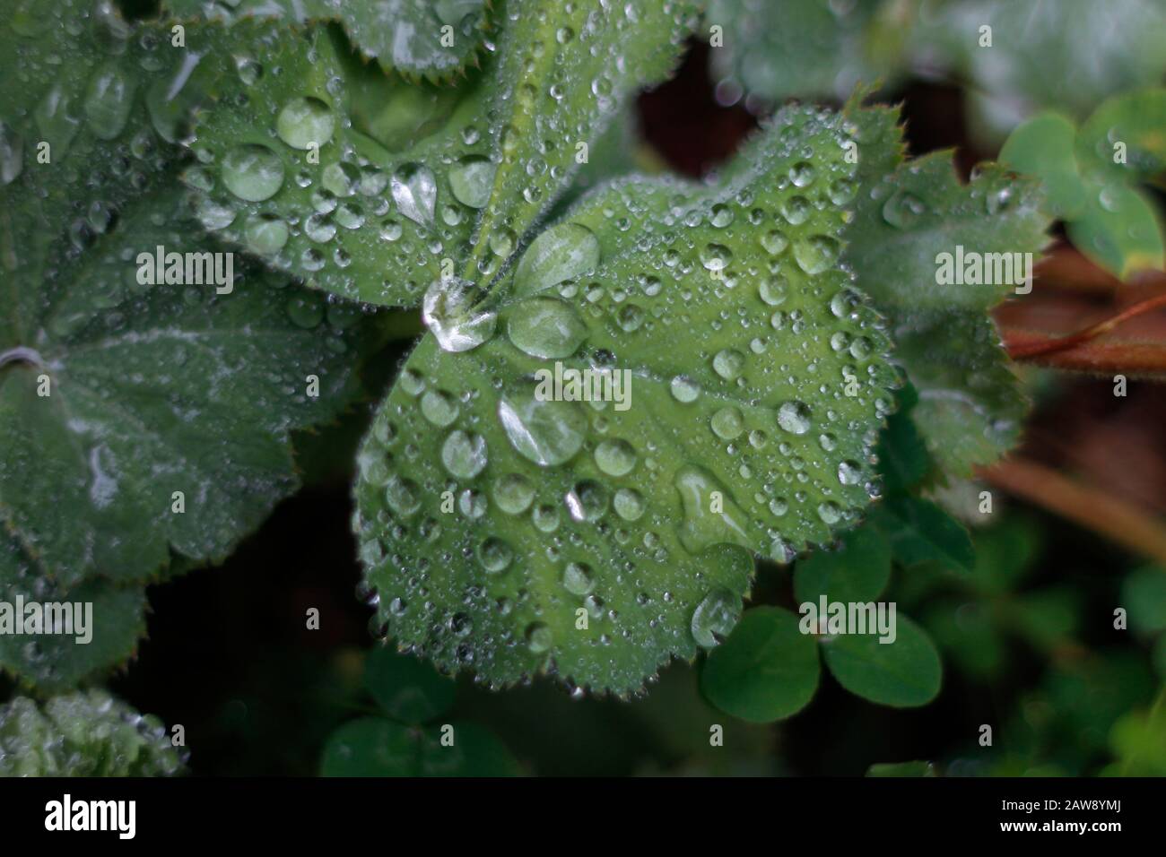 Tröpfchen auf grünem Blatt sind aufgehängt Stockfoto