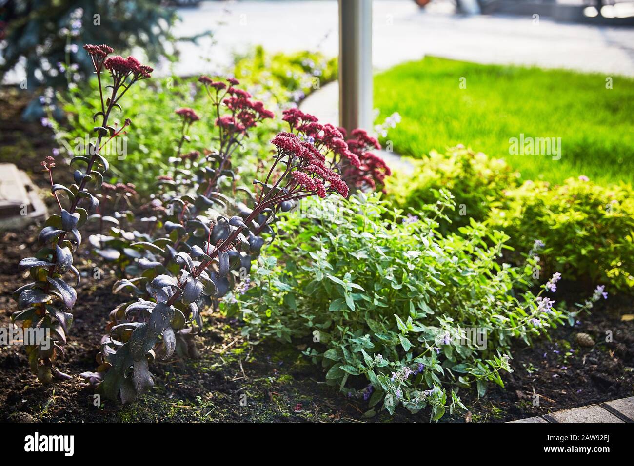 Sedum in einem dekorativen Garten in der Nähe des Hauses. Stockfoto