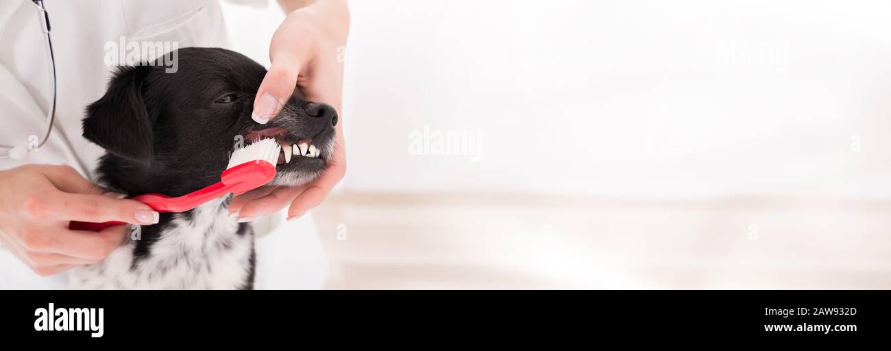 Foto Der Zähne Des Vet Cleaning Dog Mit Zahnbürste Stockfoto