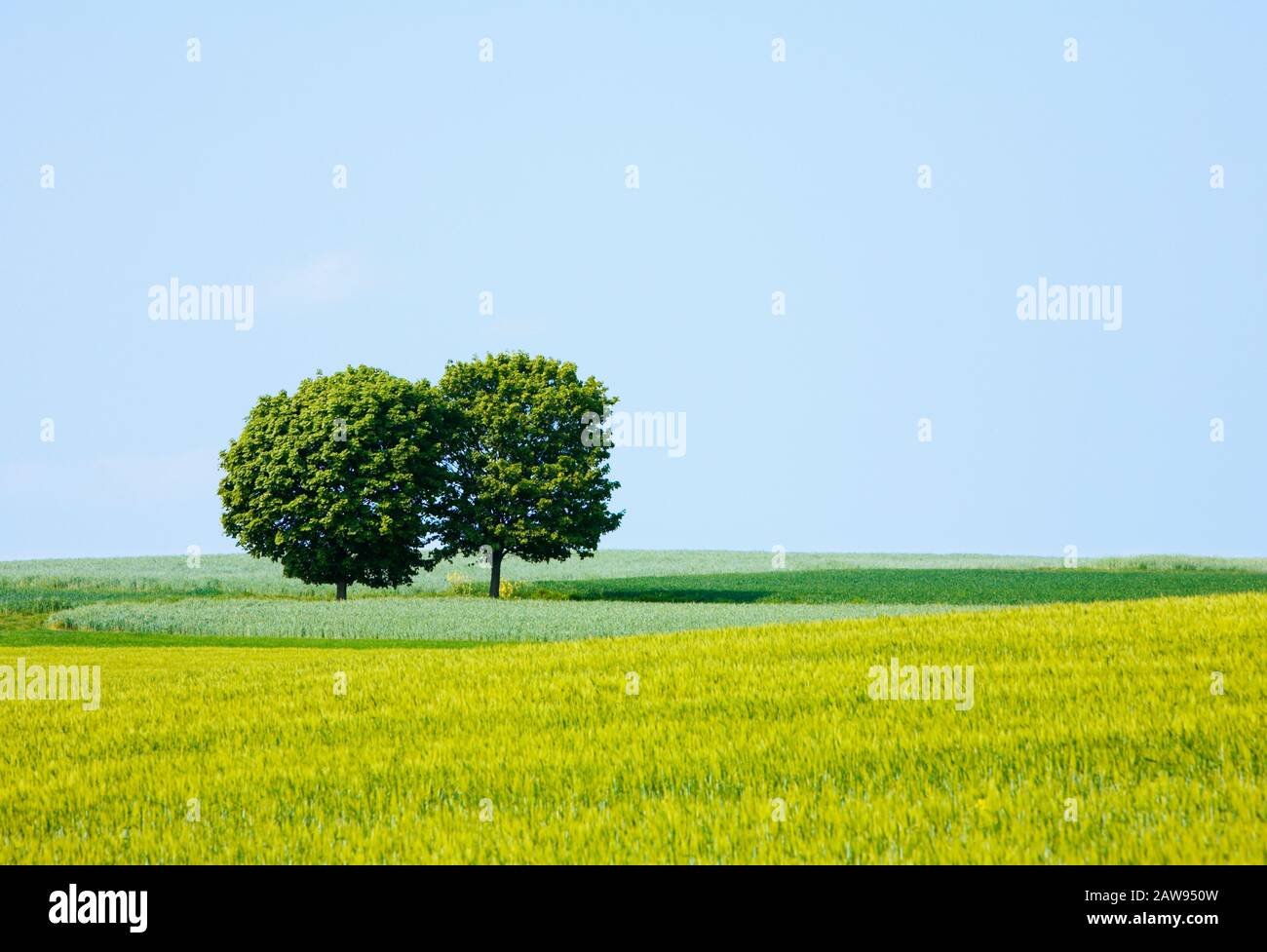 Zwei Bäume auf einem Feld mit reifer Ernte Stockfoto