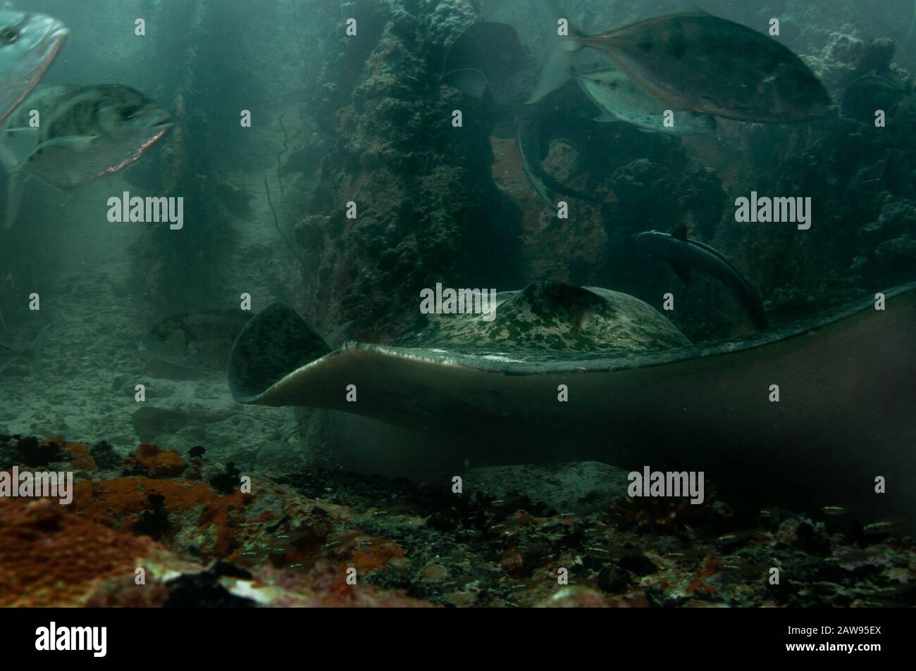 Nahaufnahme eines schwarzen stachelgrauen, schwarz geknotteten (Taeniurops meyeni) auf einem felsigen Riff. Unterwasserfotografie. Stockfoto