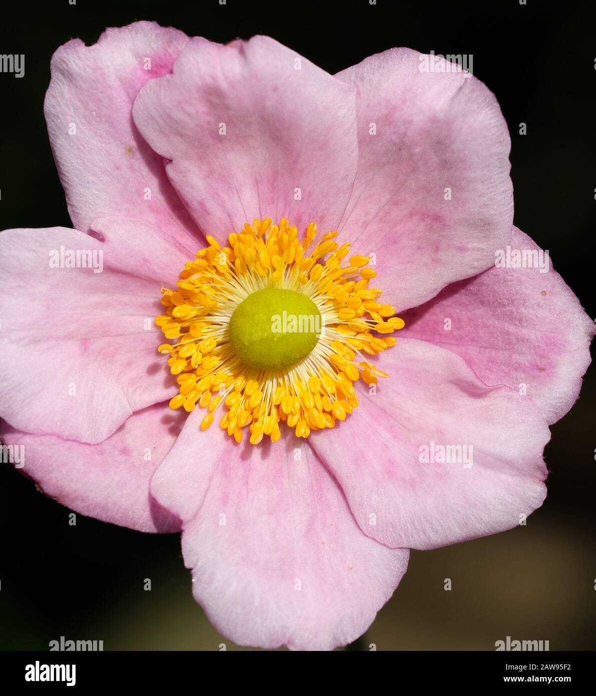 Japanische Anemone, Rosa, Blume, Herbstblüte, Landgarten, Mehrjährig, Blüte, Königin Charlotte, Invasiv, Schatten, Cheshire, England Stockfoto