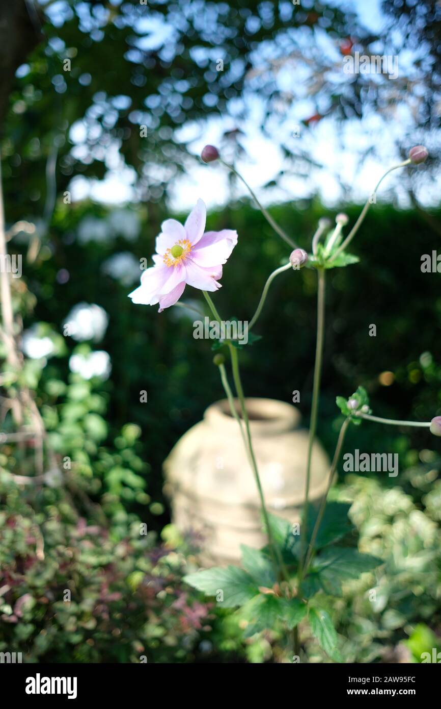 Japanische Anemone, Rosa, Blume, Herbstblüte, Landgarten, Mehrjährig, Blüte, Königin Charlotte, Invasiv, Schatten, Cheshire, England Stockfoto