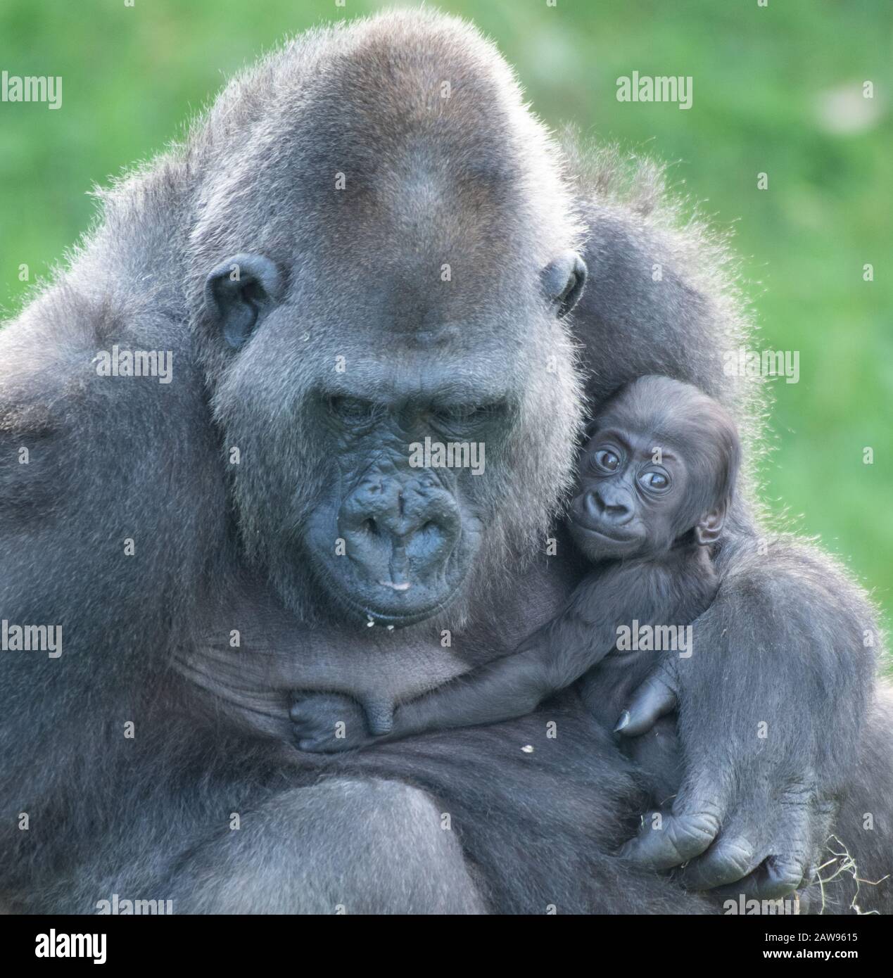 Western Lowland Gorilla, Bahasha und ihr 2,5 Monate altes Baby. Jersey Zoo, Durrell Wildlife Conservation Trust Stockfoto