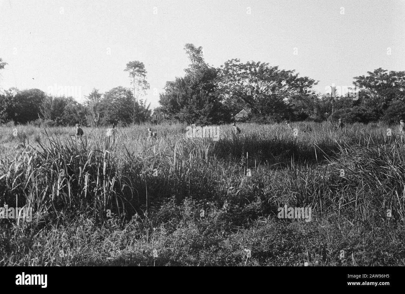 [Dutch Patrouille Walking through Tall Grass in the Field] Datum: 01.01.1947 Ort: Indonesia Dutch East Indies Stockfoto