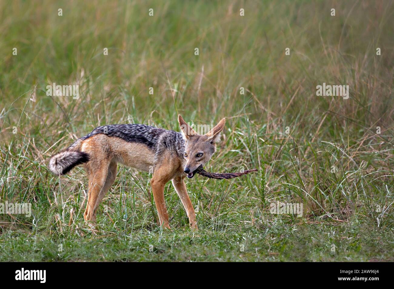 Hyena in Masai Mara, Kenia Stockfoto