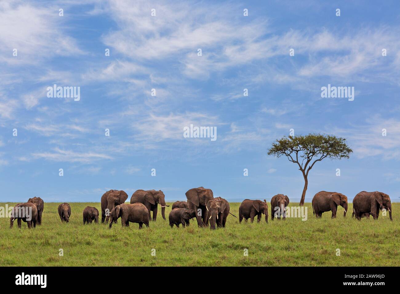Elefanten in Maasai Mara, Kenia, Afrika Stockfoto