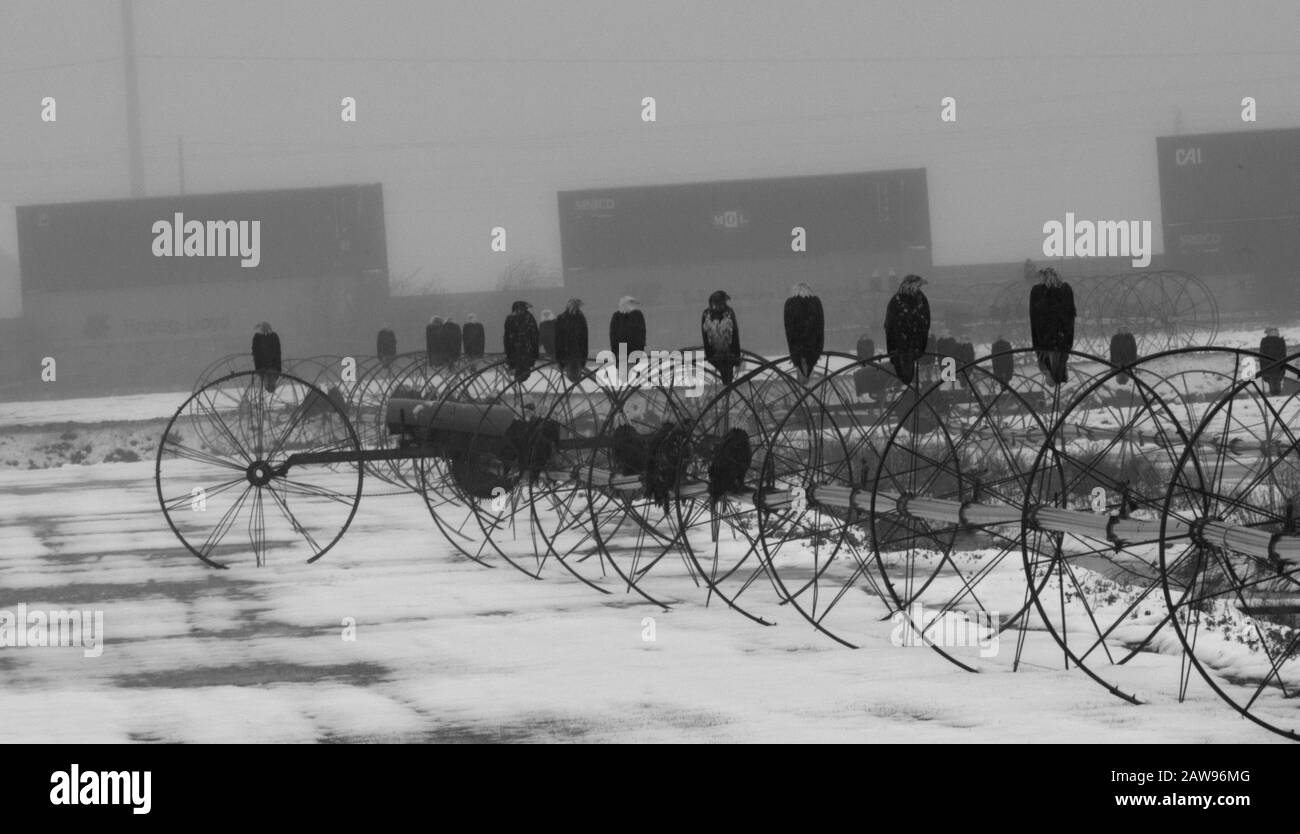 Weißkopf-Seeadler Stockfoto