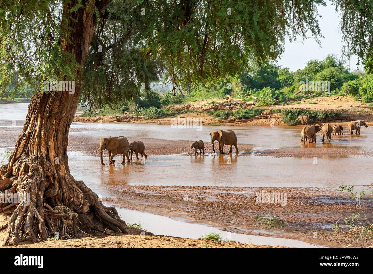 Elefanten, die den Fluss in Samburu, Kenia, überqueren Stockfoto