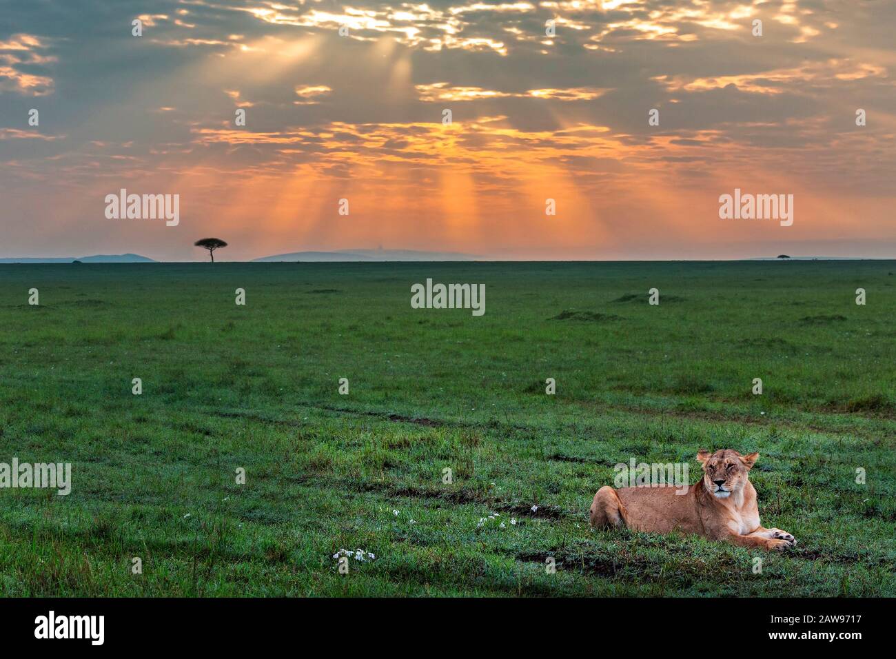 Löwin bei Sonnenaufgang mit Lichtstrahlen, in Maasai Mara, Kenia, Afrika. Stockfoto