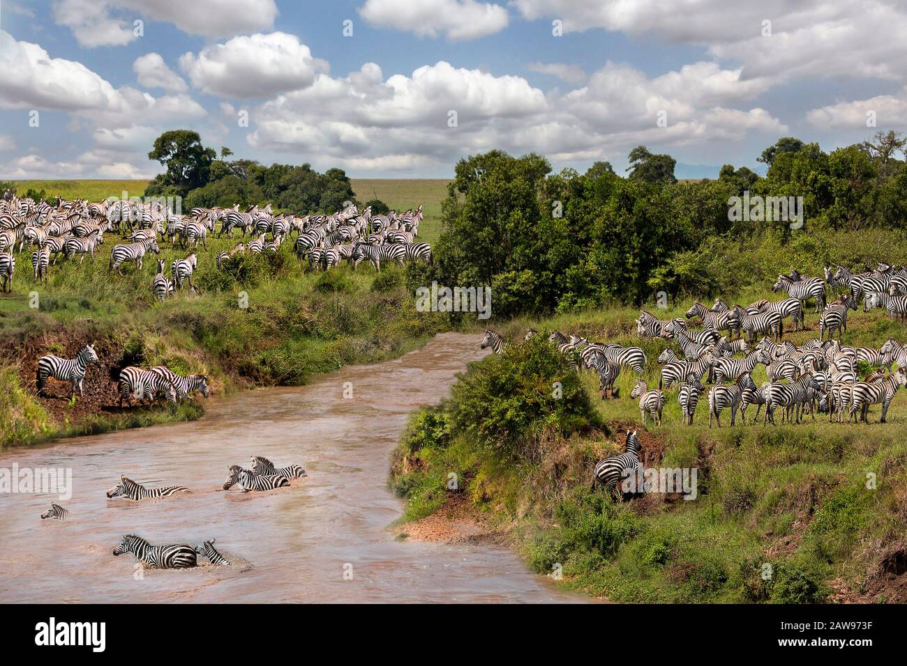 Zebras überqueren den Fluss in Mara River in Maasai Mara, Kenia, Afrika Stockfoto