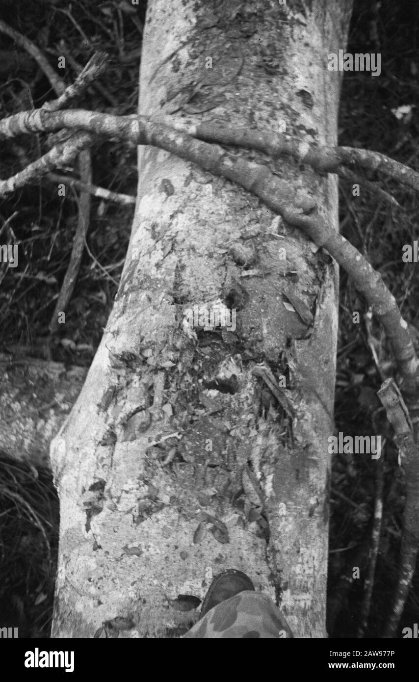 Action Kota Padang Kotta Pandan: Eine Straßensperre, bestehend aus einem roh-Baum mit Sprengstoff gelöscht Datum: Juli 1947 Ort: Indonesien, Niederländische Ostindien Stockfoto