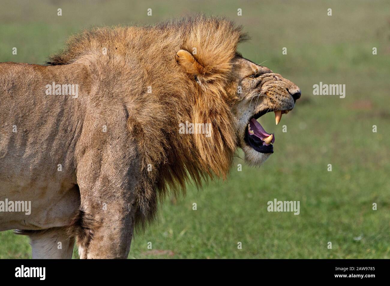 Männlicher Löwe mit offenem Mund in Maasai Mara, Kenia, Afrika Stockfoto