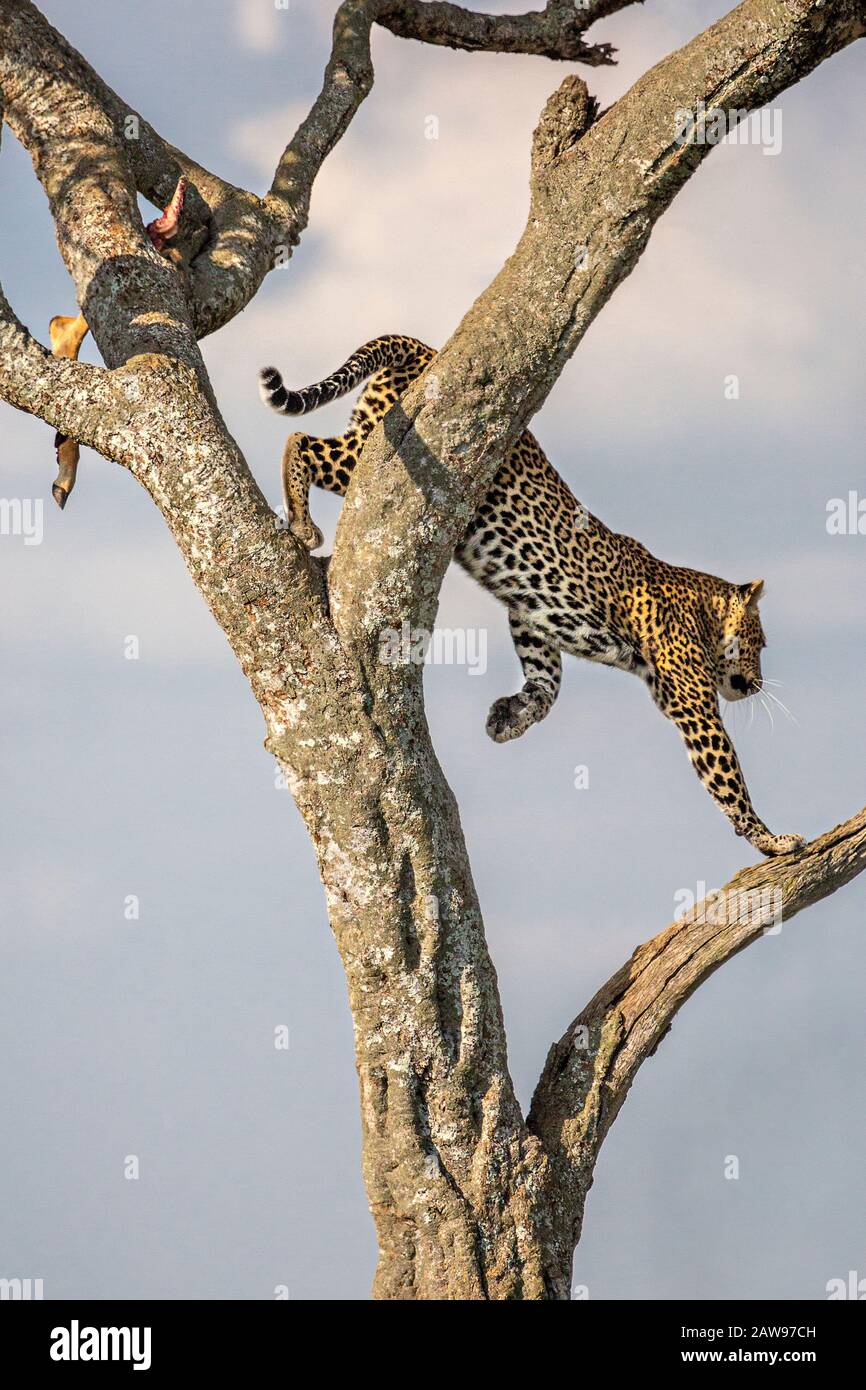 Leopard, der in Masai Mara, Kenia, Afrika den Baum hinunter kommt Stockfoto