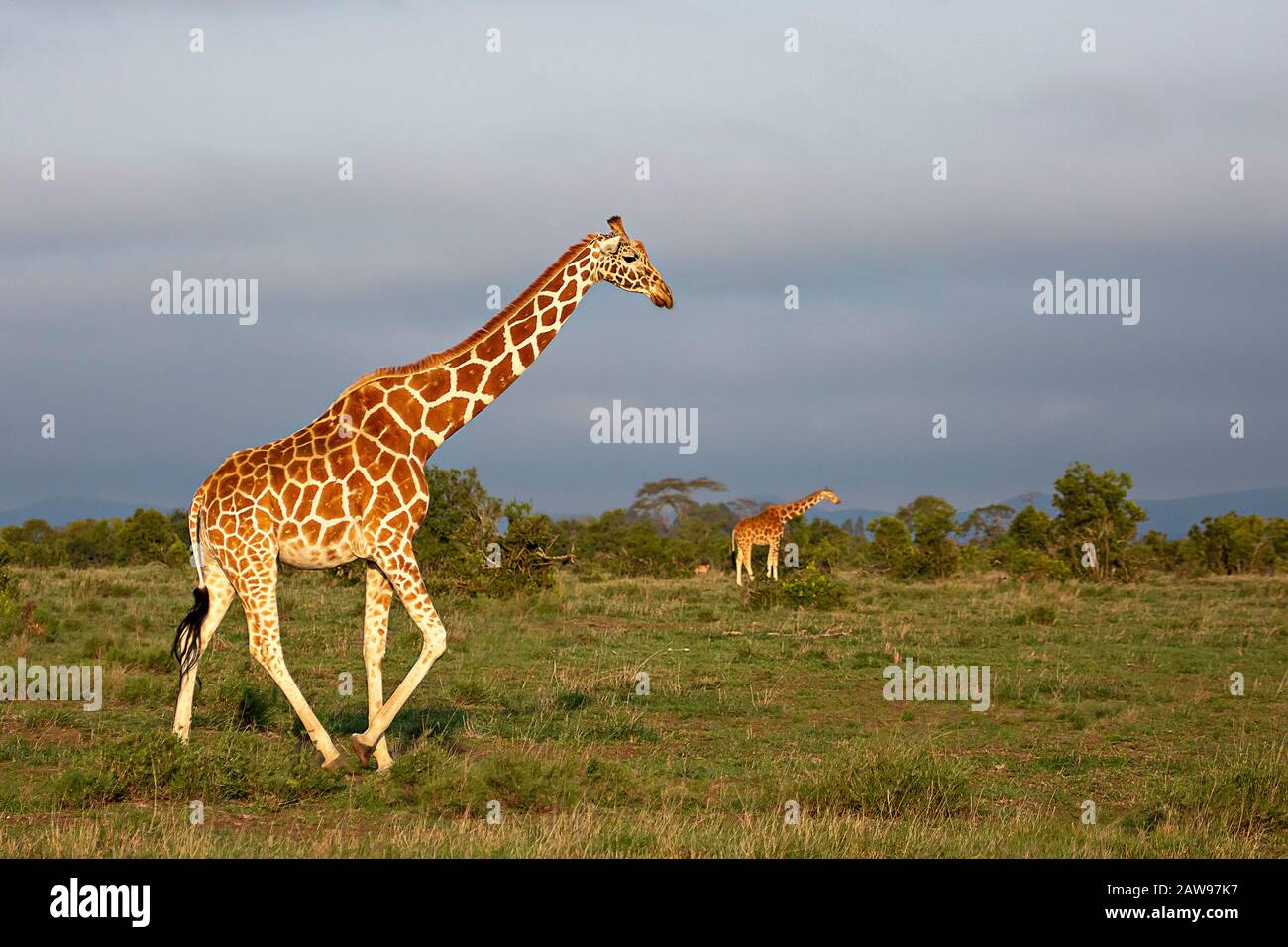 Retikulierte Giraffen in Kenia, Afrika Stockfoto