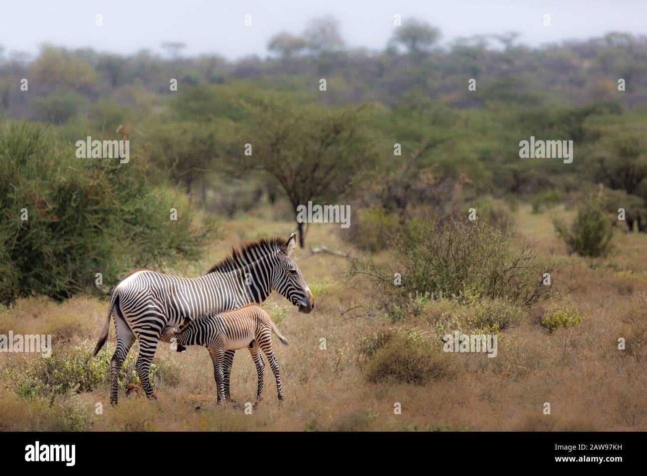 Grevys Zebrapflege in Sweeatwaters, Kenia, Afrika Stockfoto