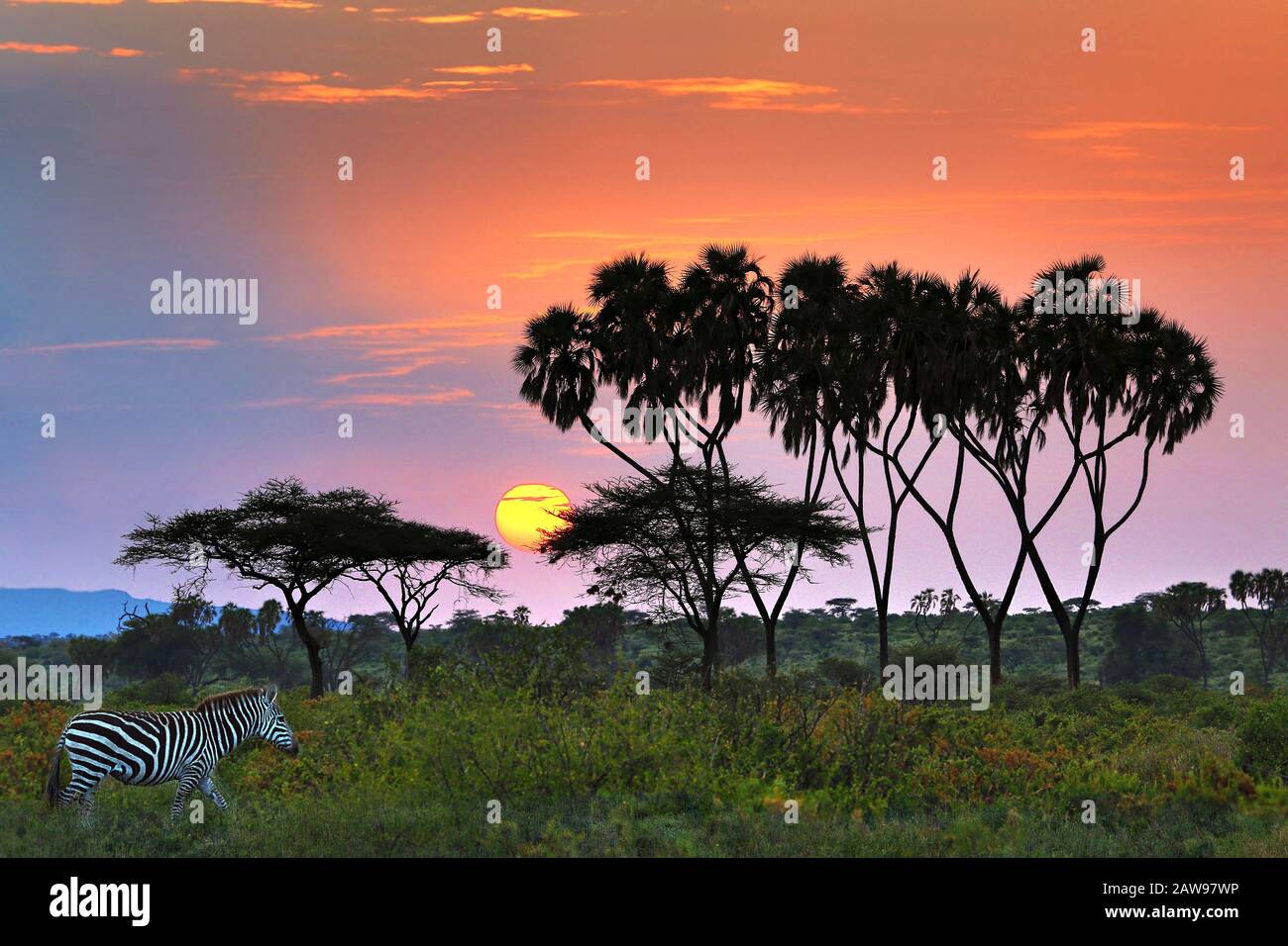 Sonnenaufgang in Samburu, Kenia, Afrika. Stockfoto