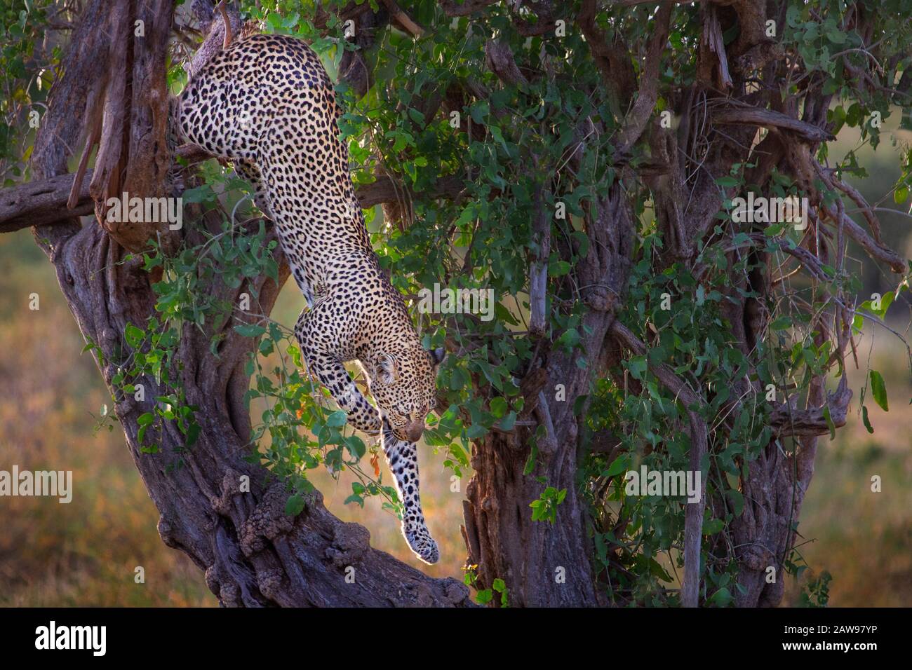 Leopard in Samburu, Kenia, Afrika, den Baum hinunterkriegen. Stockfoto