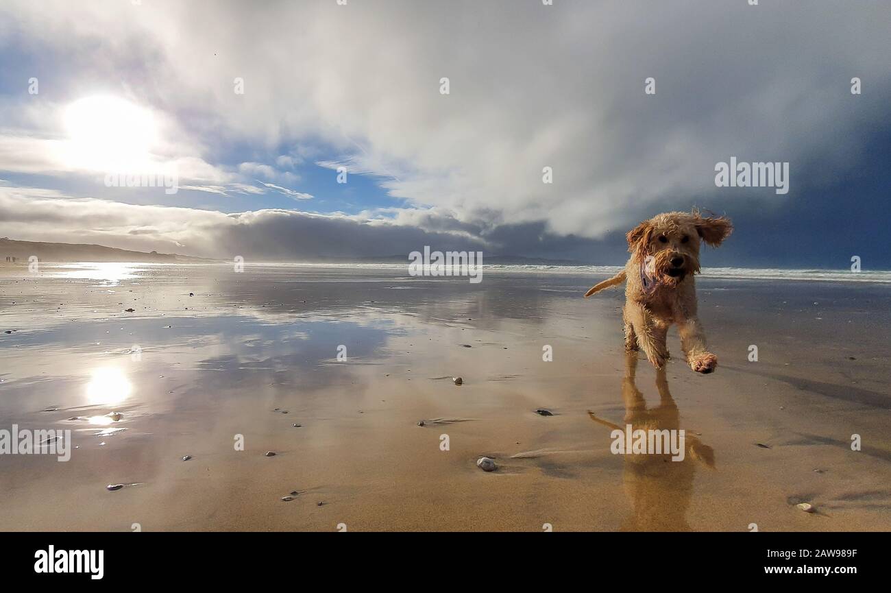 Goldenes Doodle, das auf die Kamera am Strand zuläuft Stockfoto