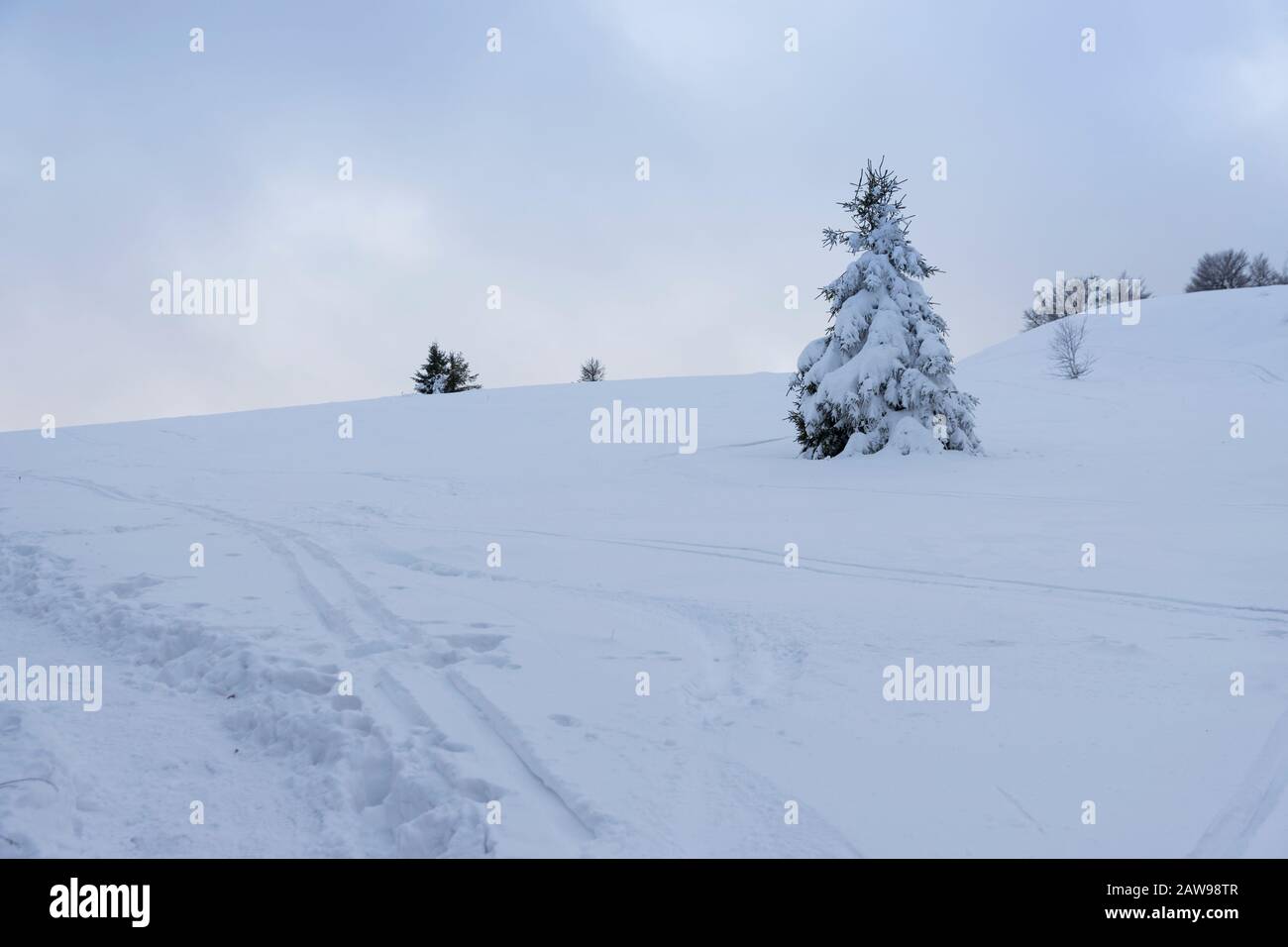 Beskid Berge Fichtenbaum in schneebedeckter Natur auf dem Weg zum Gipfel der Mogielnica-Berge in Polen. Stockfoto