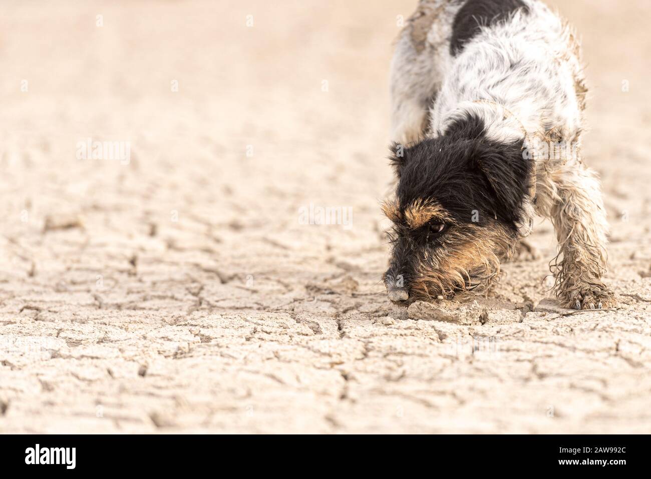 Kleine Jack Russell Terrier Hund graben auf sandigen Risse im Boden. Stockfoto