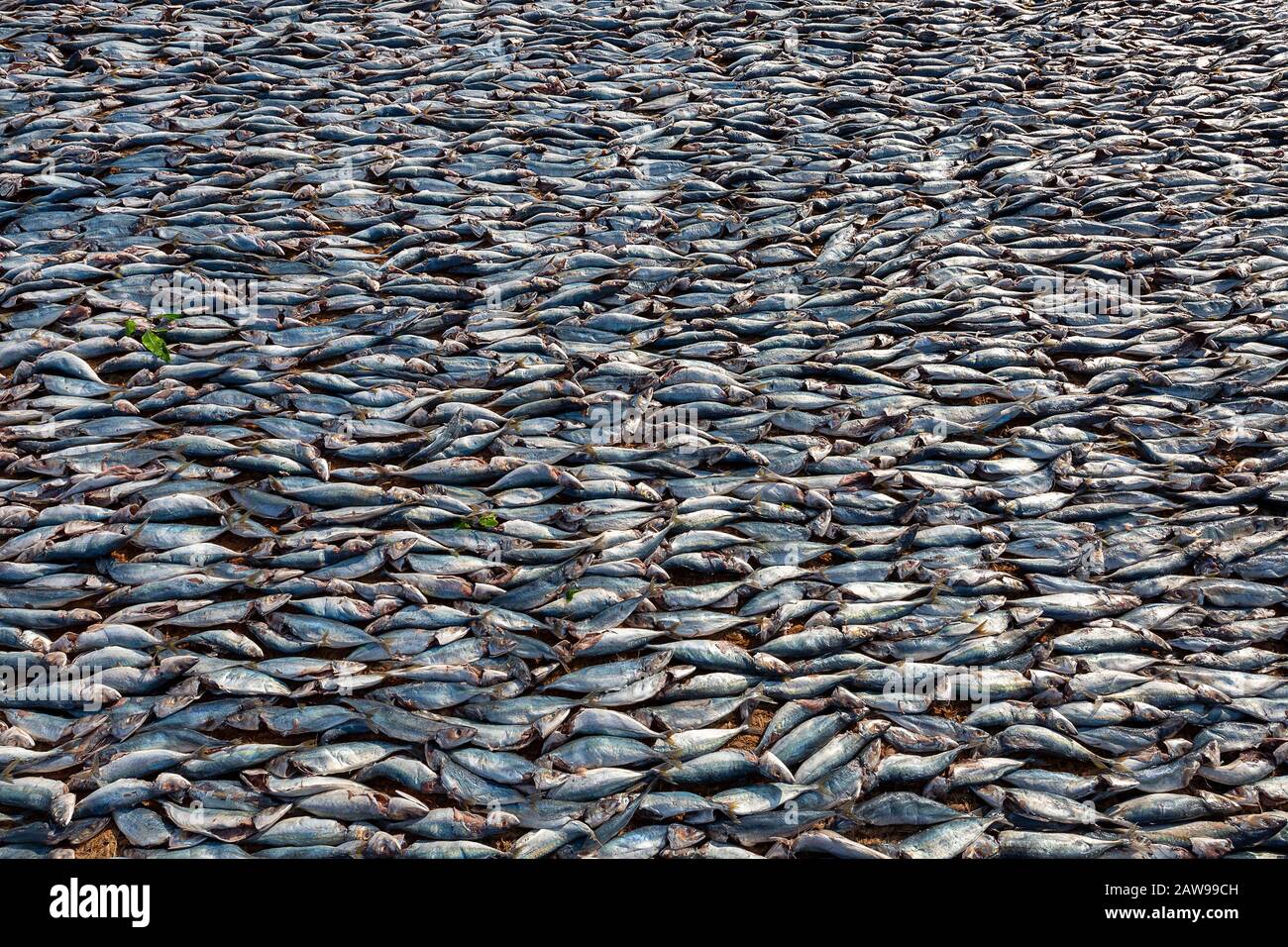 Fisch trocknet am Strand in Negombo, Sri Lanka Stockfoto