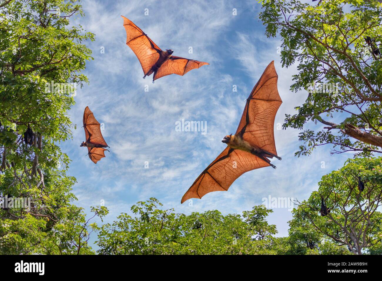 Fledermäuse als Fruit Bats bekannt, in Sri Lanka Stockfoto