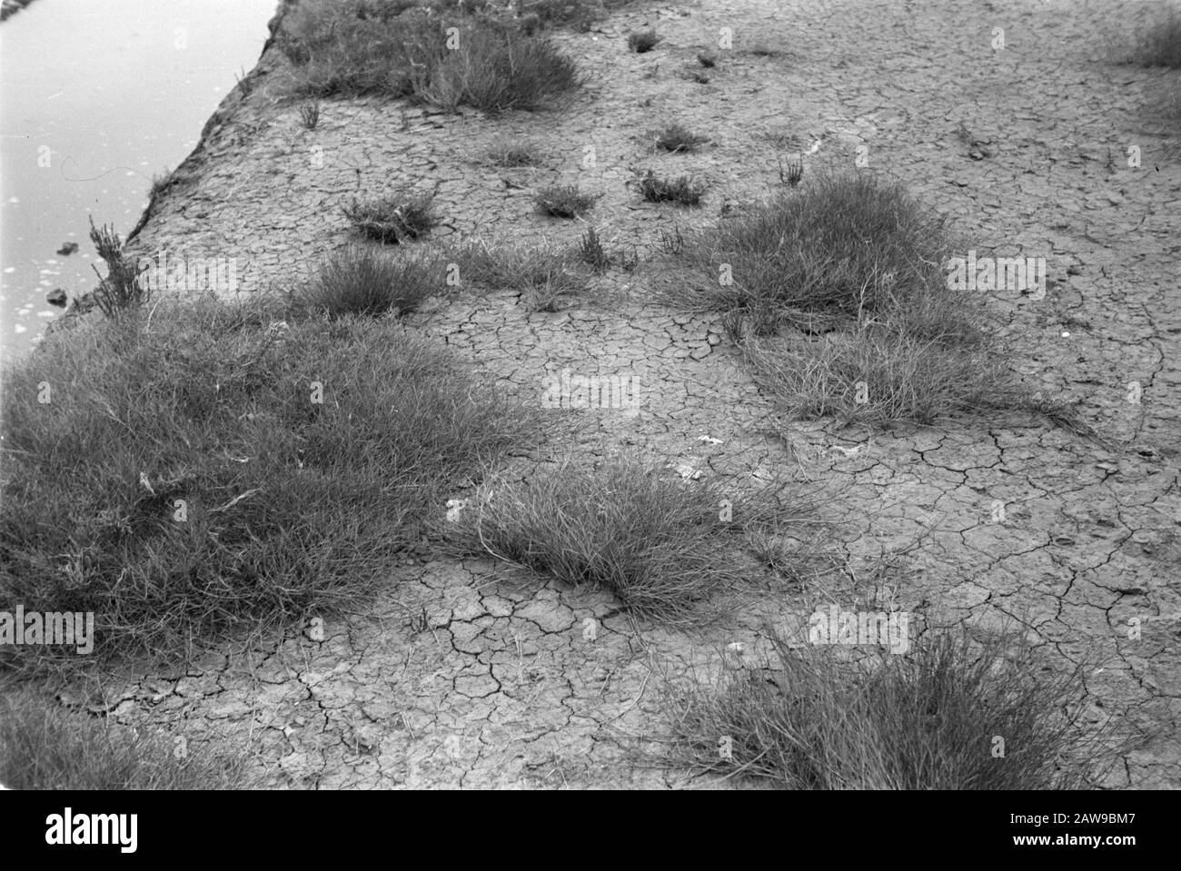 Landgewinnung, Graspollen, Wattendatum: Juni 1935 Standort: Deutschland, Wattenkeynwörter: Graspollen, Landgewinnung Stockfoto