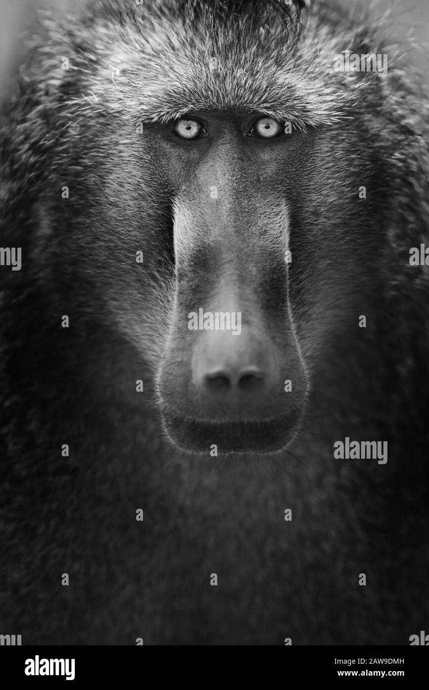 Pavian in der Wildnis Afrikas Stockfoto