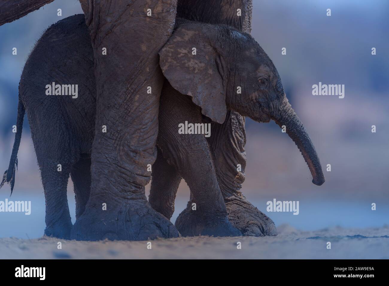 Elefantenkalb in der Wildnis Afrikas Stockfoto