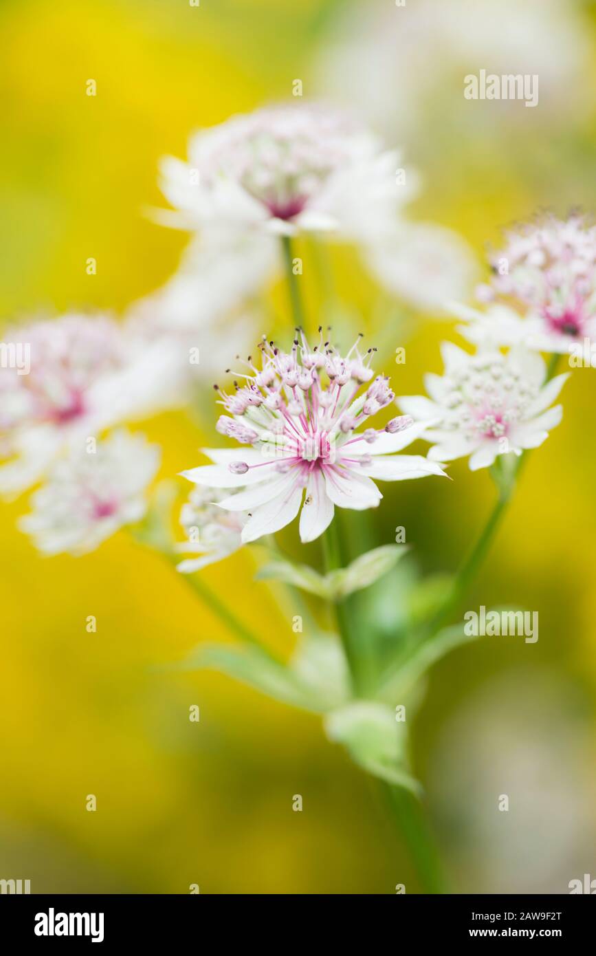Astrantia wächst in einem englischen Landgarten, Northumberland, England Stockfoto