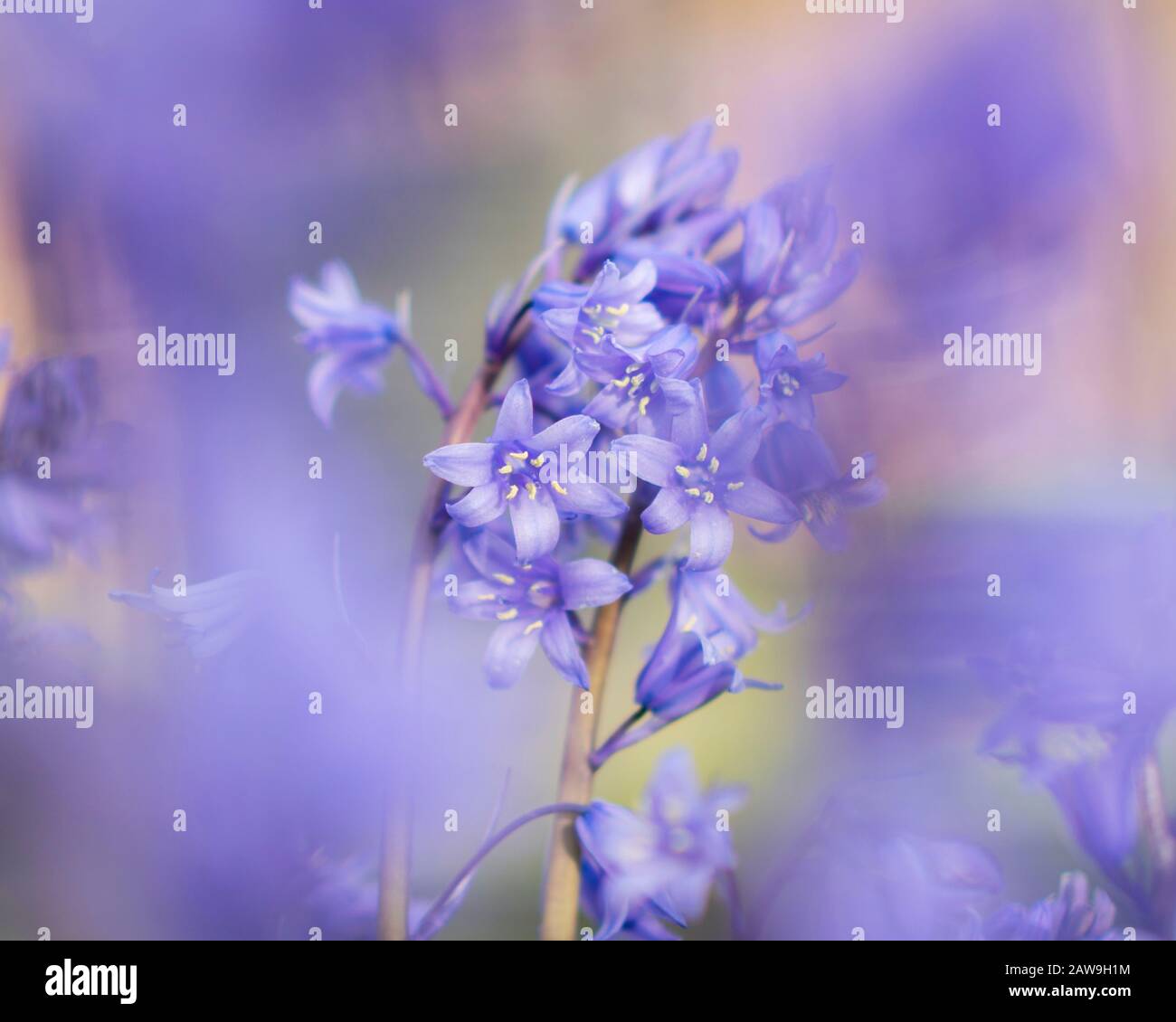 Blauflächen wachsen in einem englischen Landgarten, Northumberland, England Stockfoto