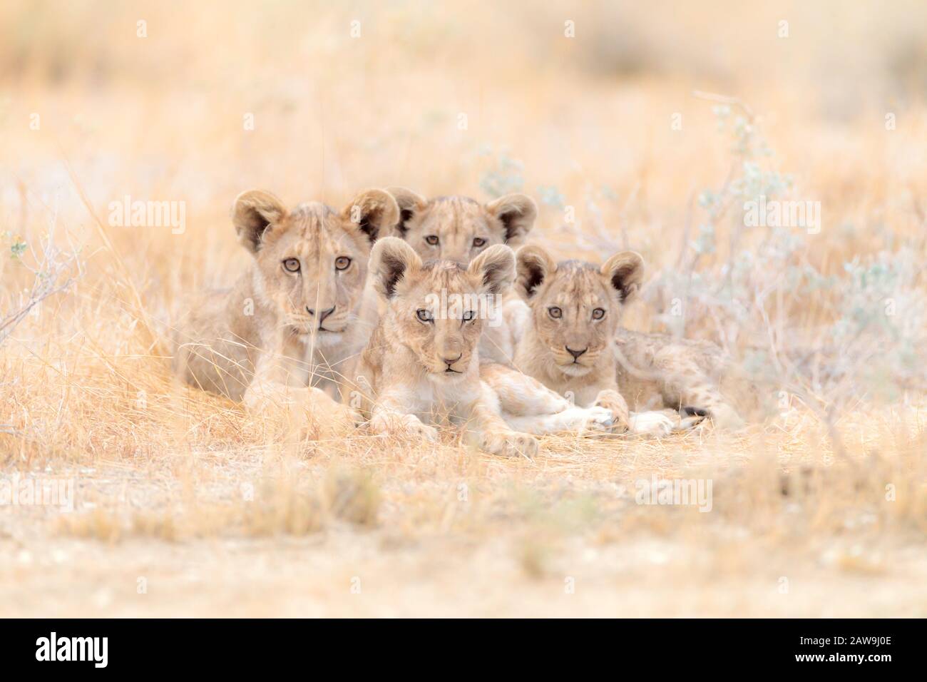 Niedliche Löwenkuppen, Löwenbaby in der Wildnis Afrikas Stockfoto